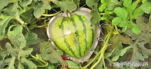 爱慕在线西瓜观看,西瓜视频带你畅享浪漫时光