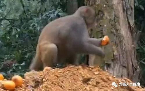 猴子的最新爆料视频,最新爆料视频曝光惊人内幕